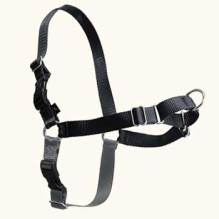 dressage-domicile-chien-educateur-canin-montreal