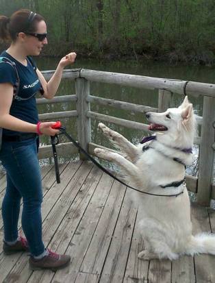 entrainement-education-clicker