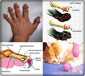 griffes531783_497643483626841_952683396_n