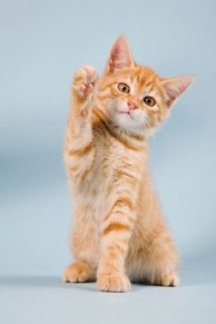 Ginger kitten waving