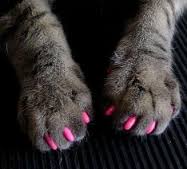 pose-de-protege-griffes