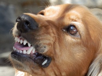 probleme-comportement-chien-agressif-peureux-nerveux