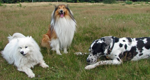 rough-collie-76395__340