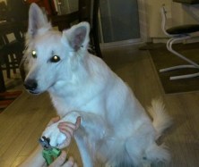 Kala coupe griffe.jpg